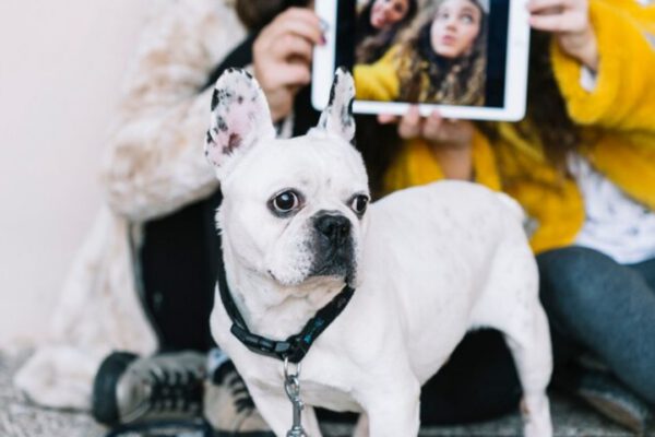 Best AI Tools for Pet Care Enhance Your Pet's Health, Behavior, and Nutrition in 2024